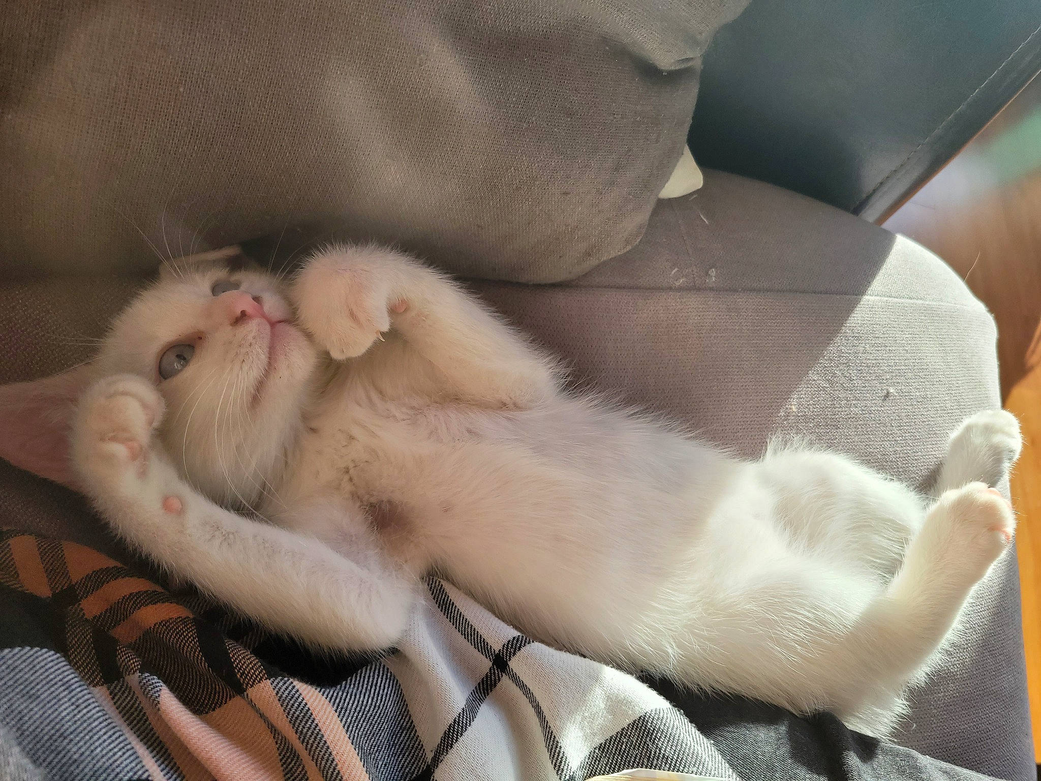 Coton participe au concours pour gagner de l'argent avec cette photo : carnivore, cat, claw, comfort, domestic_short_haired_cat, fawn, felidae, flesh, foot, fur, human_leg, linens, nail, nap, paw, sleep, small_to_medium_sized_cats, snout, tail, whiskers