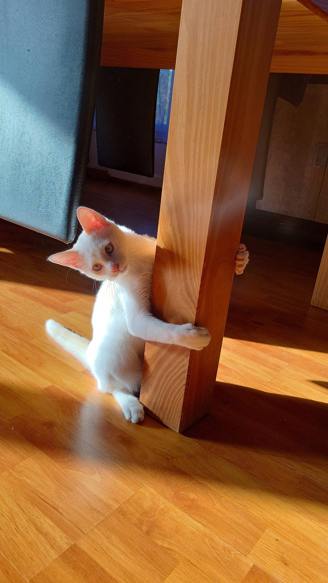 Coton a rejoint le concours — aidez-le/la à gagner de superbes lots ! carnivore, cat, comfort, companion_dog, door, fawn, felidae, floor, flooring, hardwood, human_leg, laminate_flooring, plywood, small_to_medium_sized_cats, tail, whiskers, window, wood, wood_flooring, wood_stain