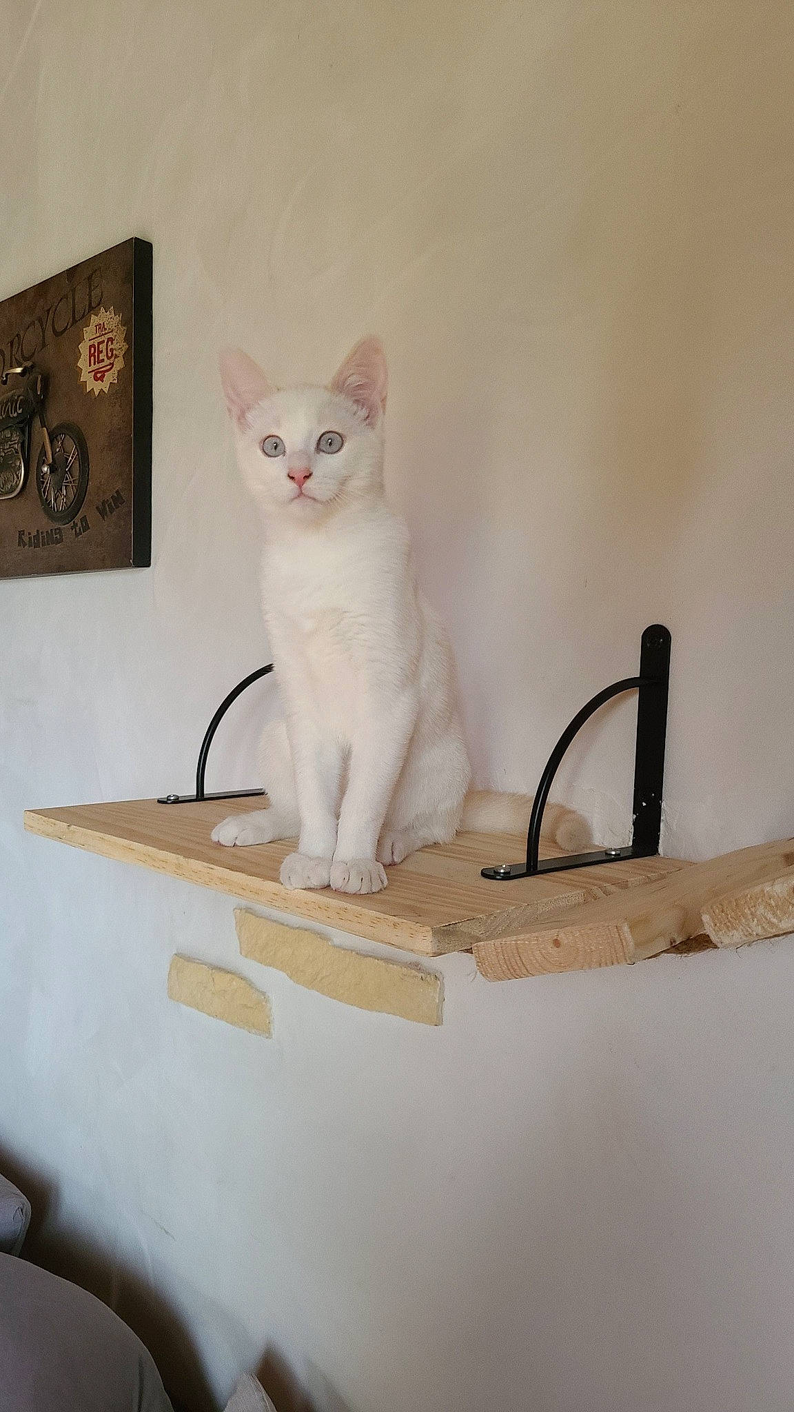 Coton participe au concours pour gagner de l'argent avec cette photo : art, carnivore, cat, domestic_short_haired_cat, fawn, felidae, paper_product, paw, pet_supply, rectangle, room, sculpture, small_to_medium_sized_cats, snout, tail, whiskers, wood