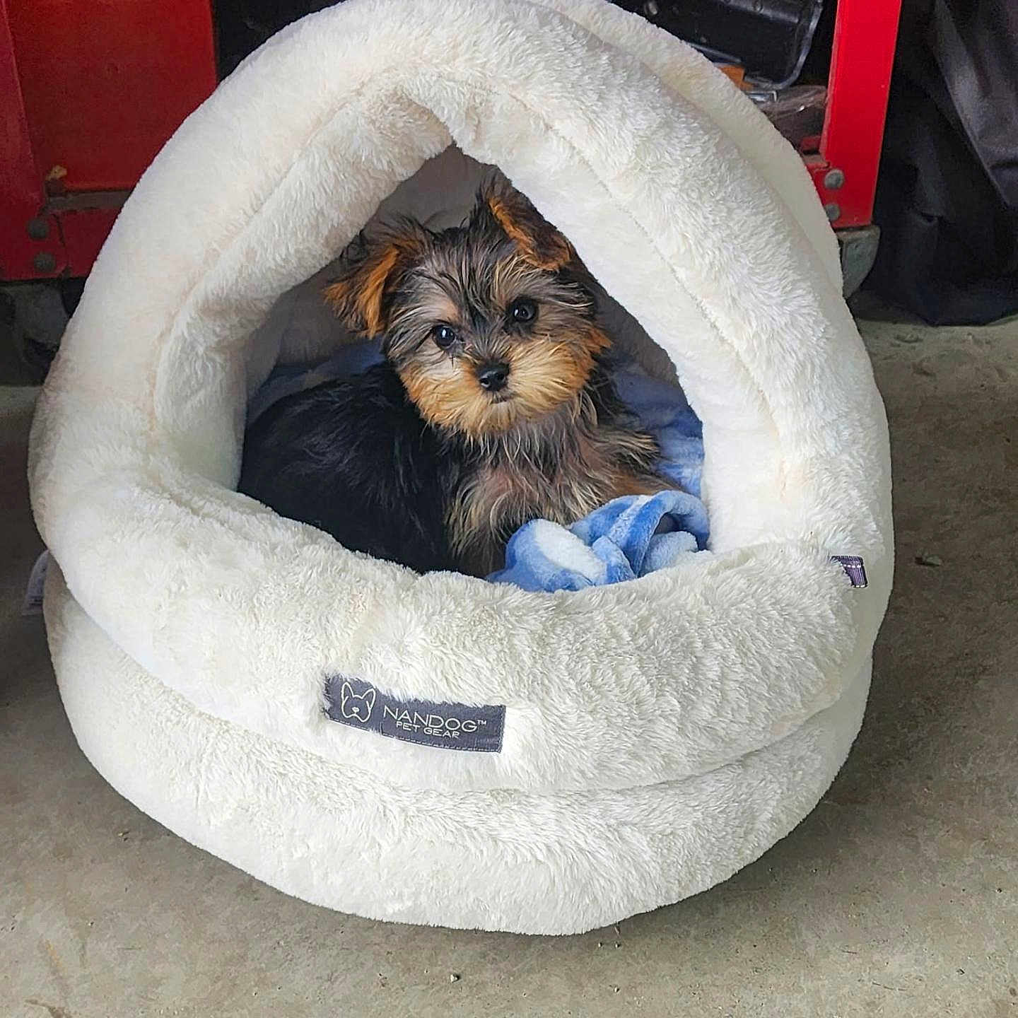 Kobe Carter Hartle is registered to the contest to win money with this photo: puppy, dog, yorkshire_terrier, small_dog, pet, animal, fluffy, black_and_tan, brown, white_bed, donut_bed, pet_bed, blue_blanket, indoors, garage, concrete_floor, cozy, sitting, looking_at_camera, adorable
