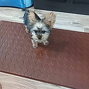 Kobe Carter Hartle is registered to the contest to win money with this photo: dog, puppy, yorkshire_terrier, small_dog, long_hair, fluffy, ears, indoors, floor, mat, quilted, brown, blue, storage_bin, cabinet, wood, portrait, looking_up, pet, adorable