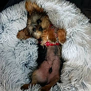 Kobe is registered to the contest to win money with this photo: animal, black_fur, brown_fur, cozy, cute, dog, fluffy, indoor, lying_down, pet, pet_bed, playful, portrait, puppy, red_collar, sleeping, small_dog, upside_down, white_blanket, yorkshire_terrier