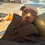 Kaia joined the competition — help win amazing prizes! dog, brown_dog, resting, indoor, living_room, toy, plush_toy, floor, door, natural_light, furniture, black_fabric, hopeful_eyes, pet, canine, cozy, home, relaxed, head_resting, animal