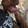 Kaia joined the competition — help win amazing prizes! dog, brown_dog, tongue_out, indoor, living_room, furniture, blanket, couch, person, close_up, excited, happy, pet, animal, canine, mouth_open, wide_eyes, domestic, companion, cute