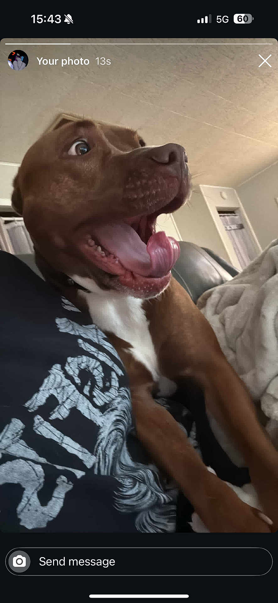 Kaia joined the competition — help win amazing prizes! dog, brown_dog, tongue_out, indoor, living_room, furniture, blanket, couch, person, close_up, excited, happy, pet, animal, canine, mouth_open, wide_eyes, domestic, companion, cute