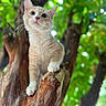 Mishima joined the competition — help win amazing prizes! animal, branch, cat, closeup, curious, daylight, explorer, fur, greenery, kitten, leafy, nature, outdoor, paws, pet, portrait, tree, whiskers, wildlife, young