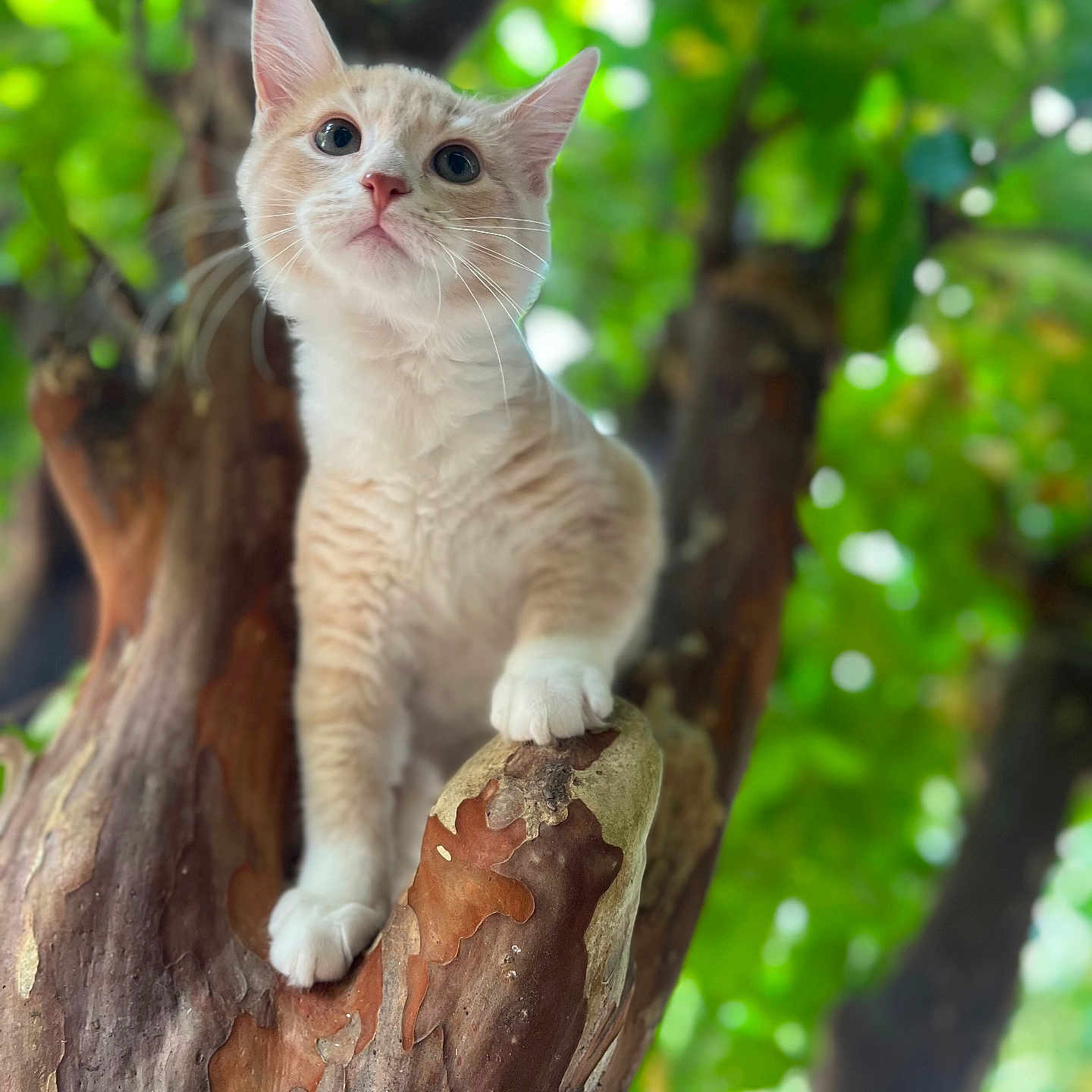 Mishima joined the competition — help win amazing prizes! animal, branch, cat, closeup, curious, daylight, explorer, fur, greenery, kitten, leafy, nature, outdoor, paws, pet, portrait, tree, whiskers, wildlife, young