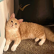 Mishima is registered to the contest to win money with this photo: animal, carpet, cat, cozy, curious, ears, feline, floor, fur, ginger_cat, home, indoor, lying_down, pet, relaxed, resting, tail, wall, whiskers, white_paws