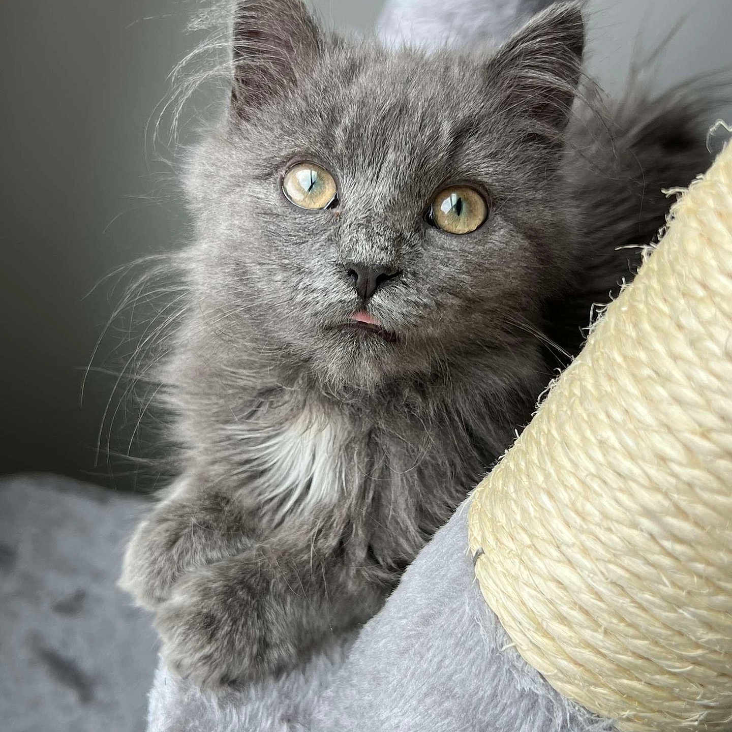 Pepper joined the competition — help win amazing prizes! abyssinian, angora, animal, blanket, brasssection, cat, gray, horn, kitten, manx, musicalinstrument, pet, snout, towel