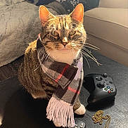 Meryam joined the competition — help win amazing prizes! cat, tabby, scarf, plaid, sitting, table, game_controller, remote_control, gold_chain, sunlight, indoor, cozy, pet, whiskers, ears, furniture, living_room, cute, domestic_cat, warm_light