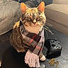 cat, tabby, scarf, plaid, sitting, table, game_controller, remote_control, gold_chain, sunlight, indoor, cozy, pet, whiskers, ears, furniture, living_room, cute, domestic_cat, warm_light