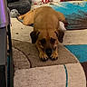 Tessa is registered to the contest to win money with this photo: dog, brown_dog, carpet, indoor, pet_bed, toy, floor, relaxed, looking_up, animal, canine, resting, home, fur, ears, paws, snout, cute, domestic, laying_down