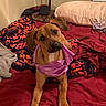 dog, bed, blanket, purple_cloth, red_bedspread, orange_pattern, curious, ears, paws, indoor, pet, animal, resting, cozy, expression, head_tilt, fur, canine, comfort, blanket_pattern