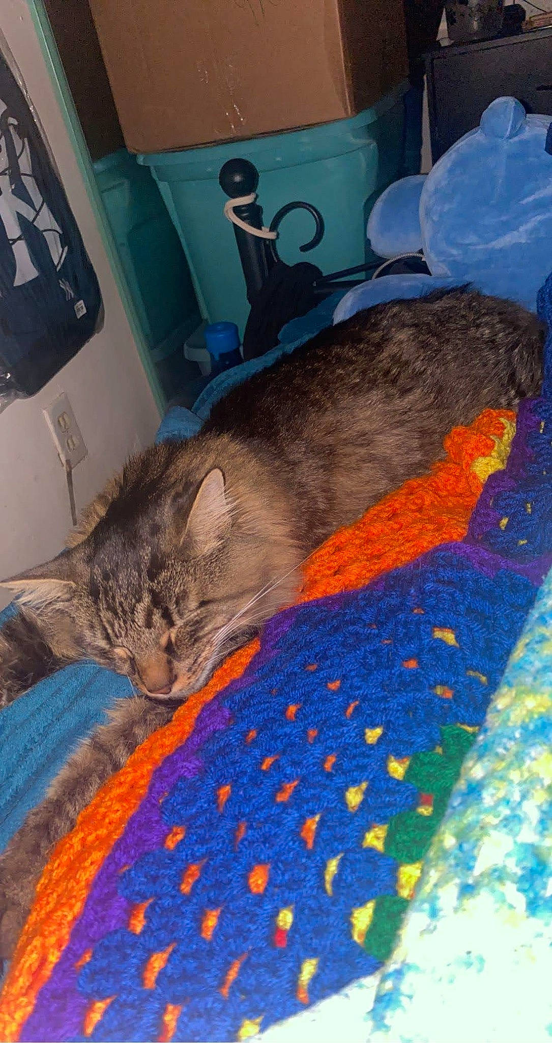 Smoke joined the competition — help win amazing prizes! bed, bed_sheet, bedding, blanket, carnivore, carpet, cat, comfort, domestic_short_haired_cat, fawn, felidae, flooring, fur, linens, nap, picture_frame, room, small_to_medium_sized_cats, tail, whiskers