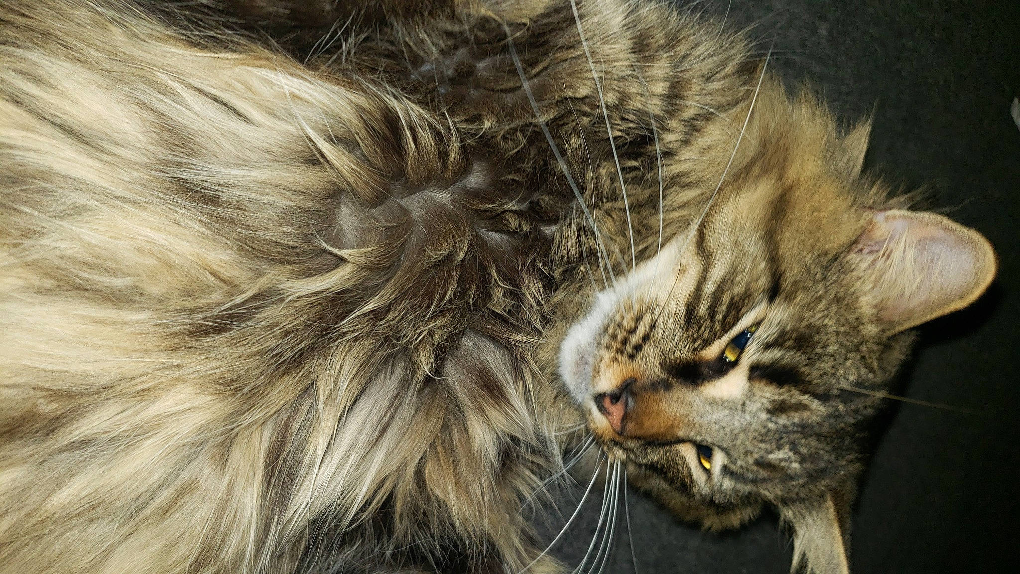 Smoke joined the competition — help win amazing prizes! carnivore, cat, claw, close_up, domestic_short_haired_cat, felidae, fur, maine_coon, paw, small_to_medium_sized_cats, snout, tail, terrestrial_animal, whiskers, wildlife