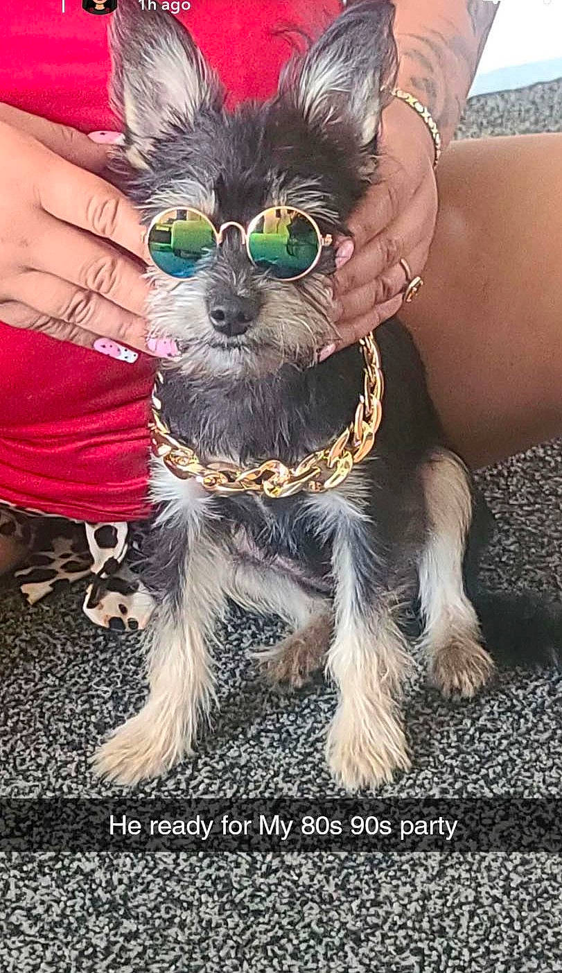 Ace Ventura is registered to the contest to win money with this photo: canidae, carnivore, collar, companion_dog, dog, dog_breed, dog_clothes, dog_collar, dog_supply, event, fashion_accessory, fawn, fur, grass, hand, happy, leash, party_hat, tail, working_animal