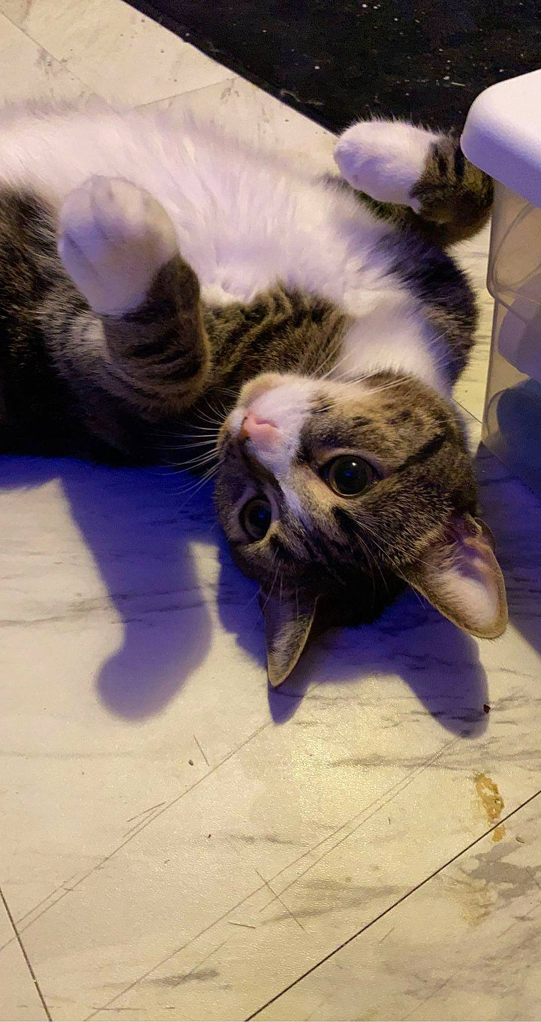 Blue joined the competition — help win amazing prizes! carnivore, cat, claw, comfort, domestic_short_haired_cat, felidae, flooring, fur, mammal, paw, small_to_medium_sized_cats, snout, tail, terrestrial_animal, vertebrate, whiskers