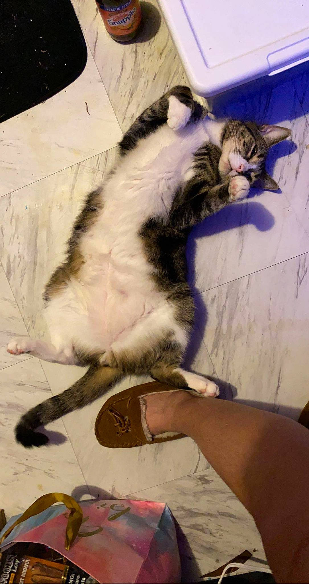 Blue joined the competition — help win amazing prizes! carnivore, cat, claw, domestic_short_haired_cat, fang, felidae, foot, fur, nail, paw, small_to_medium_sized_cats, snout, tail, vertebrate, whiskers