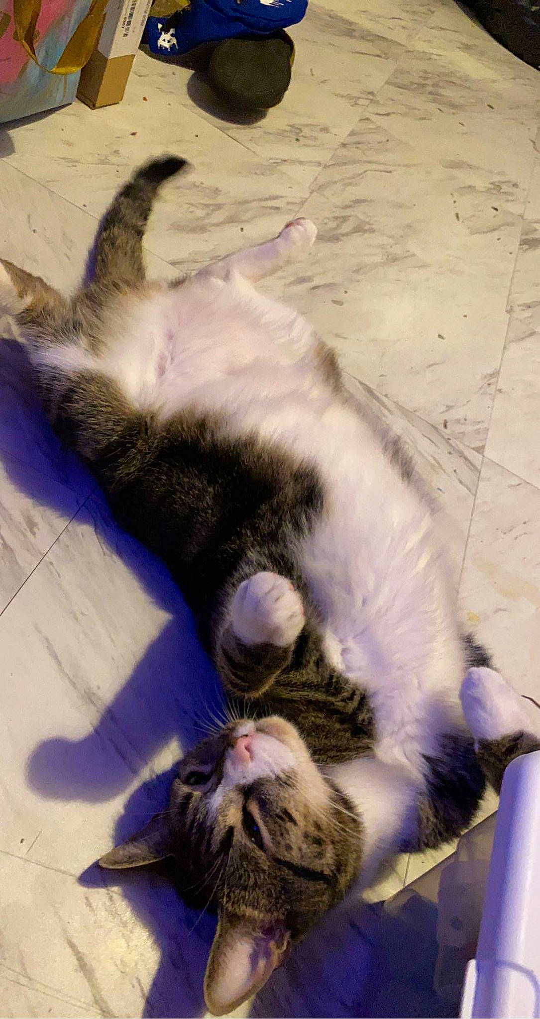 Blue is registered to the contest to win money with this photo: carnivore, cat, claw, collar, comfort, dog_breed, domestic_short_haired_cat, fang, felidae, flooring, fur, hardwood, nap, paw, small_to_medium_sized_cats, snout, sporting_group, tail, whiskers