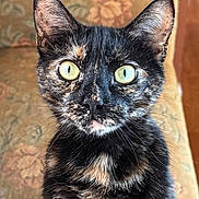 Bean is registered to the contest to win money with this photo: animal, cat, close_up, cozy, curious, cushion, cute, ears, feline, floral_pattern, fur, green_eyes, indoor, pet, portrait, sitting, soft_light, tortoiseshell, vintage, whiskers