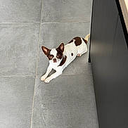 Vik a rejoint le concours — aidez-le/la à gagner de superbes lots ! dog, small_dog, brown_and_white, tile_floor, indoor, pet, curious, stretching, ears_up, cabinet, modern_interior, floor_tiles, cute, companion, animal, domestic, resting, looking_up, canine, house