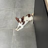 dog, small_dog, brown_and_white, tile_floor, indoor, pet, curious, stretching, ears_up, cabinet, modern_interior, floor_tiles, cute, companion, animal, domestic, resting, looking_up, canine, house