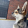 dog, pet, animal, small_dog, ears, profile, brick_wall, gate, outdoor, fence, fur, side_view, canine, portrait, looking_away, daylight, contemplative, closeup, quiet, background