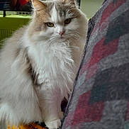 Ursule a rejoint le concours — aidez-le/la à gagner de superbes lots ! animal, cat, chair, closeup, cozy, curtain, domestic, expression, fluffy, furniture, gray, indoor, living_room, pet, portrait, screen, television, white, window, woman