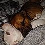 Cain is registered to the contest to win money with this photo: dog, sleeping, blanket, cozy, snuggle, brown_dog, white_dog, pet, indoor, resting, fur, companion, comfort, closeup, animal, warm, relaxation, bed, cuddle, nap