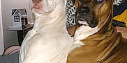 Cain is registered to the contest to win money with this photo: dog, dogs, indoor, couch, lamp, pet, animal, snuggle, brown, white, closeup, flash, reflection, ears, nose, fur, companion, home, relaxing, portrait