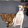 Cain joined the competition — help win amazing prizes! dog, brown_dog, white_dog, couch, gray_couch, blanket, zebra_striped_blanket, indoor, living_room, pets, animal, two_dogs, watching_camera, furniture, television, surveillance, wall, floor, relaxing, home