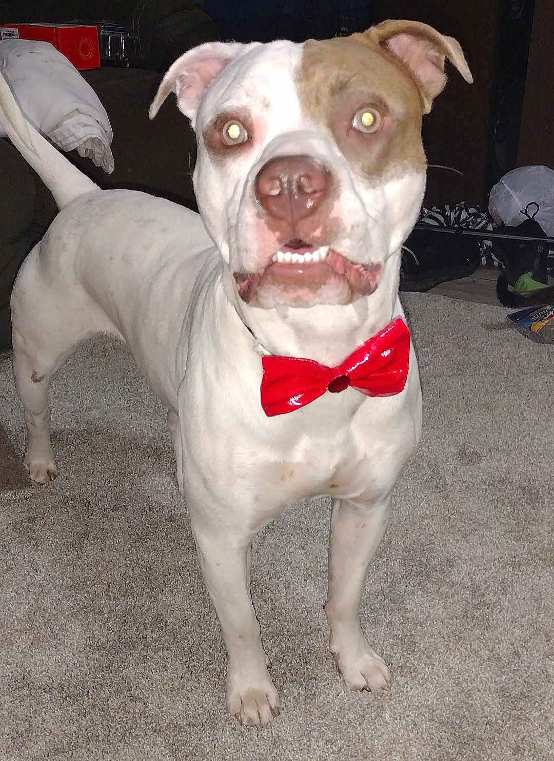 Cain joined the competition — help win amazing prizes! dog, bow_tie, pet, carpet, indoor, white_dog, brown_patch, flash, eyes_glowing, canine, standing, alert, funny_expression, domestic_animal, animal, household, fur, snout, ears, paw