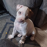 Cain joined the competition — help win amazing prizes! puppy, dog, pet, indoor, carpet, couch, curious, cute, white_dog, small_dog, animal, household, floor, ears, fur, young, sitting, looking_up, domestic, companion