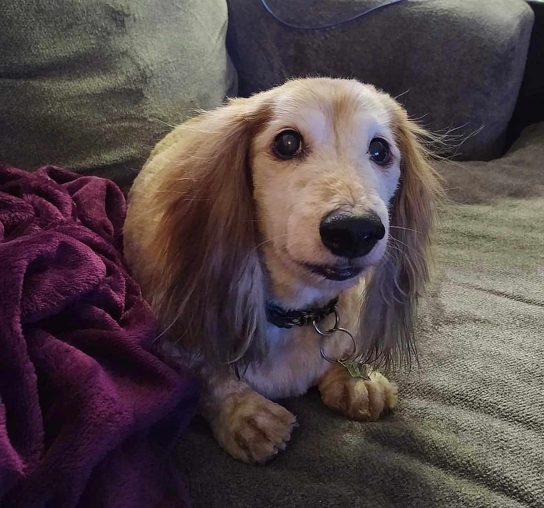 Remington is registered to the contest to win money with this photo: dog, long_hair, pet, couch, blanket, indoor, cozy, fur, collar, animal, paw, face, cute, relaxed, domestic_animal, companion, snout, ears, looking, home