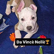 Da Vince is registered to the contest to win money with this photo: puppy, dog, pet, lying_down, blue_blanket, toys, white_coat, tan_coat, cute, indoor, young_dog, looking_up, animal, playful, collar, snout, ears, paws, bedroom, resting