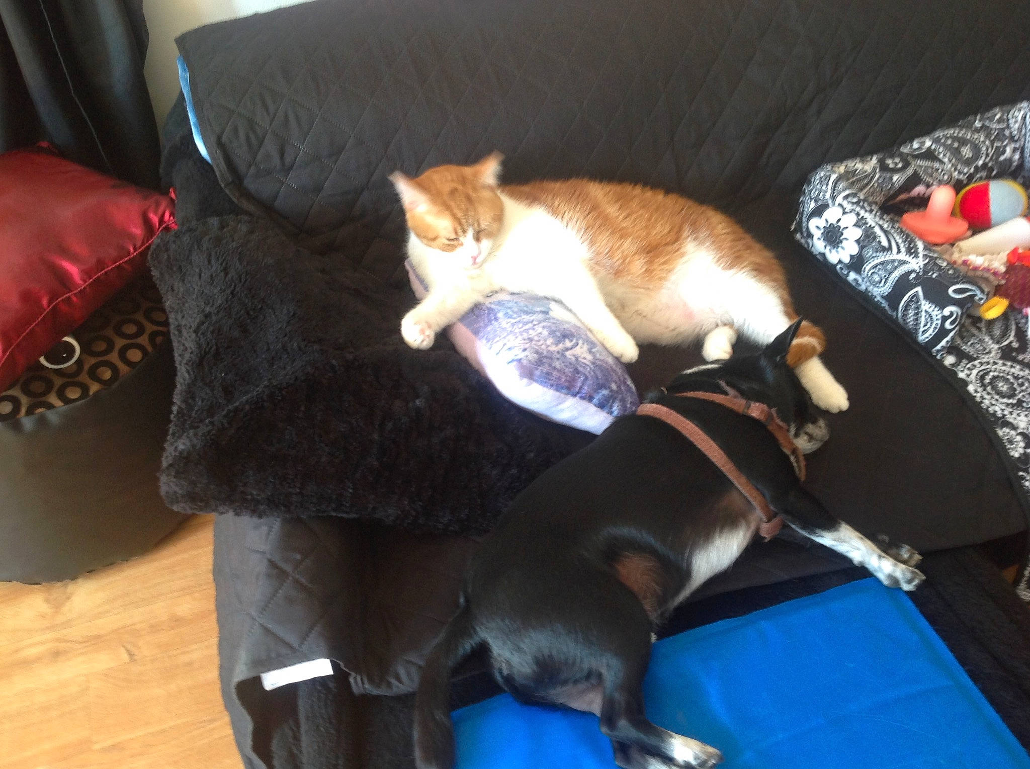 Booba participe au concours pour gagner de l'argent avec cette photo : basenji, canidae, carnivore, cat, companion_dog, dog, dog_breed, fawn, felidae, mammal, non_sporting_group, paw, puppy, small_to_medium_sized_cats, tail, whiskers