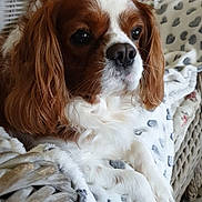 Jack a rejoint le concours — aidez-le/la à gagner de superbes lots ! animal, blanket, brown_and_white, canine, cavalier_king_charles_spaniel, companion, cozy, cute, dog, domestic, ears, fur, furniture, indoors, paws, pet, portrait, relaxed, resting, wicker_chair