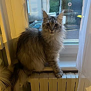 Tara participe au concours pour gagner de l'argent avec cette photo : cat, fluffy, window, radiator, indoor, curious, pet, animal, feline, sitting, long_hair, ears, tail, house, curtain, daylight, domestic, cozy, looking, fur