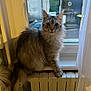 cat, fluffy, window, radiator, indoor, curious, pet, animal, feline, sitting, long_hair, ears, tail, house, curtain, daylight, domestic, cozy, looking, fur