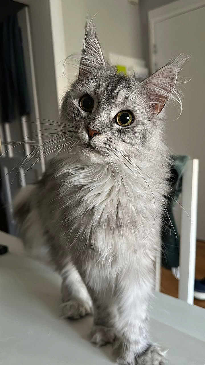 Tara a rejoint le concours — aidez-le/la à gagner de superbes lots ! cat, silver_tabby, fluffy_fur, wide_eyes, curious, indoor, table, pet, feline, whiskers, ears, portrait, domestic_animal, household, close_up, fur_texture, animal, cute, looking, mammal