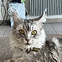Tara a rejoint le concours — aidez-le/la à gagner de superbes lots ! cat, fluffy, gray, yellow_eyes, indoor, radiator, cables, furniture, closeup, pet, animal, fur, whiskers, collar, relaxed, portrait, floor, texture, looking, domestic