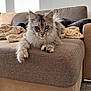 Tara a rejoint le concours — aidez-le/la à gagner de superbes lots ! cat, fluffy_cat, sofa, couch, indoor, pet, relaxed, feline, fur, ears, whiskers, blanket, living_room, cozy, home, cute, animal, resting, comfortable, natural_light