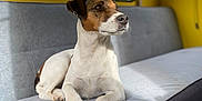 Juju participe au concours pour gagner de l'argent avec cette photo : animal, canine, closeup, couch, dog, domestic, ears, fur, furniture, indoor, jack_russell_terrier, looking_away, nose, paws, pet, portrait, resting, sunlight, window, yellow_wall