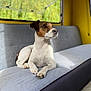 animal, canine, closeup, couch, dog, domestic, ears, fur, furniture, indoor, jack_russell_terrier, looking_away, nose, paws, pet, portrait, resting, sunlight, window, yellow_wall