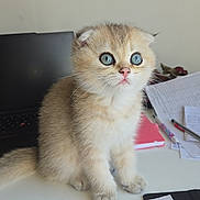 Oía a rejoint le concours — aidez-le/la à gagner de superbes lots ! animal, blue_eyes, cat, closeup, curious, cute, desk, feline, fluffy, indoor, kitten, laptop, notebook, paper, pen, pet, study, whiskers, writing, young