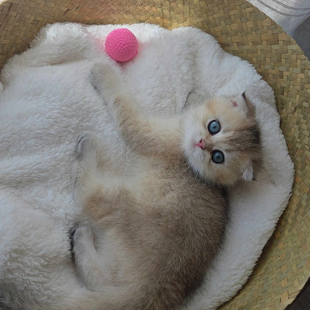 Oía participe au concours pour gagner de l'argent avec cette photo : basket, blanket, blue_eyes, cat, cozy, curtain, cute, domestic_animal, floor, fluffy, fur, indoor, kitten, natural_light, pet, pink_ball, relaxed, resting, sleepy, soft_texture