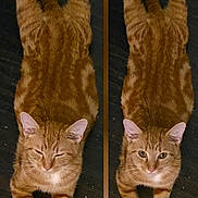 Butter Bean is registered to the contest to win money with this photo: cat, ginger_cat, tabby, pet, animal, feline, lying_down, stretching, wooden_floor, indoor, two_images, side_by_side, curious, relaxed, front_legs, paws, fur, whiskers, ears, close_up