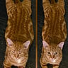 cat, ginger_cat, tabby, pet, animal, feline, lying_down, stretching, wooden_floor, indoor, two_images, side_by_side, curious, relaxed, front_legs, paws, fur, whiskers, ears, close_up