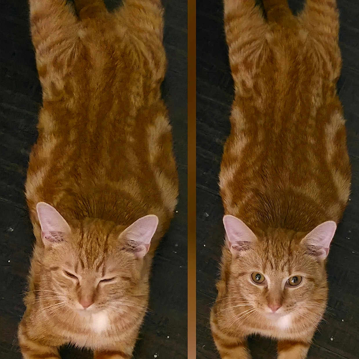 Butter Bean