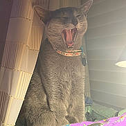 Max is registered to the contest to win money with this photo: cat, gray_cat, yawning, collar, curtains, indoor, pet, feline, cozy, blanket, purple_blanket, halloween_theme, soft_lighting, mouth_open, sitting, fur, domestic_animal, cute, animal, resting